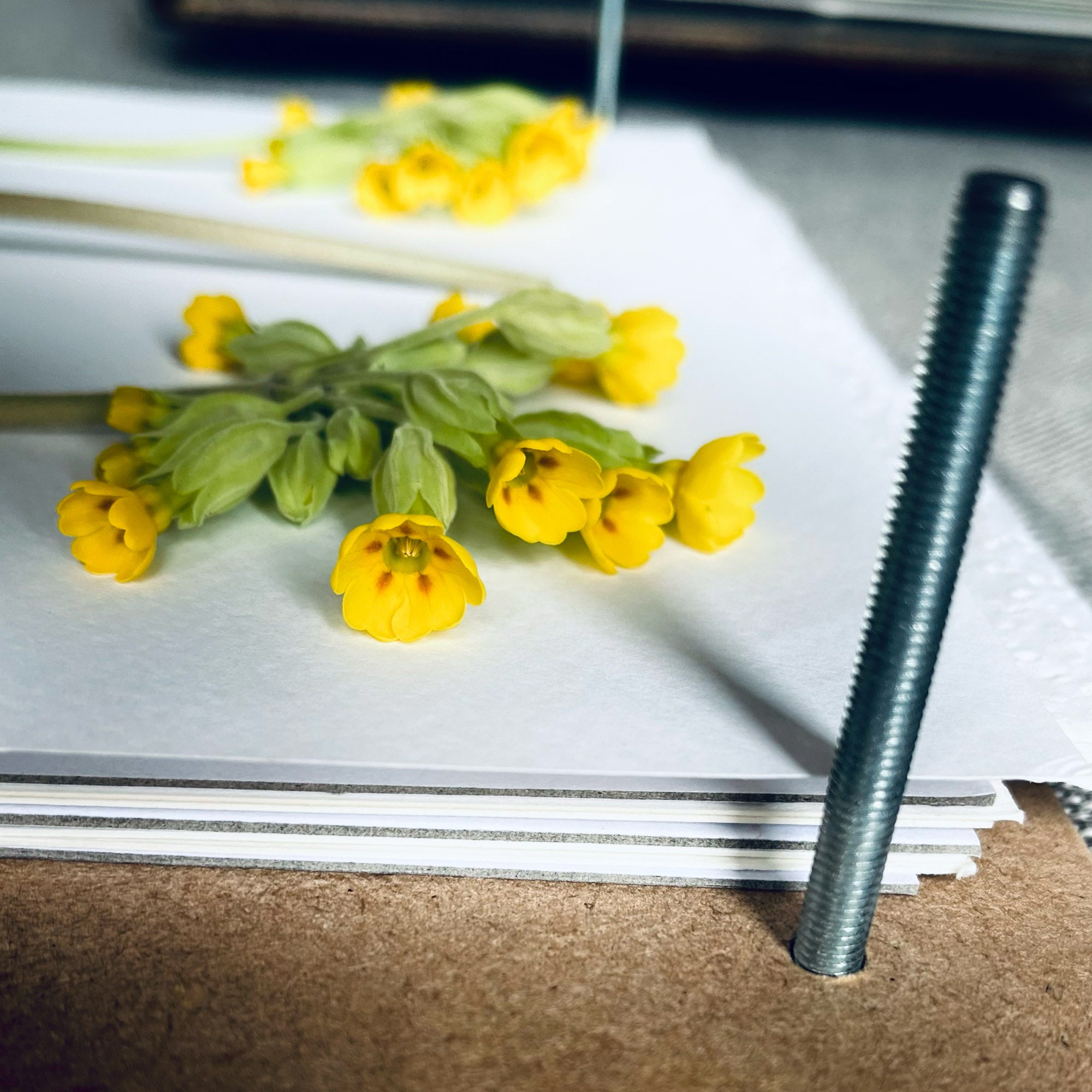 Freshly picked cowslip flowers laying in Lucy's flower press. The pressed and preserved flowers are used to create botanical artwork and designs.