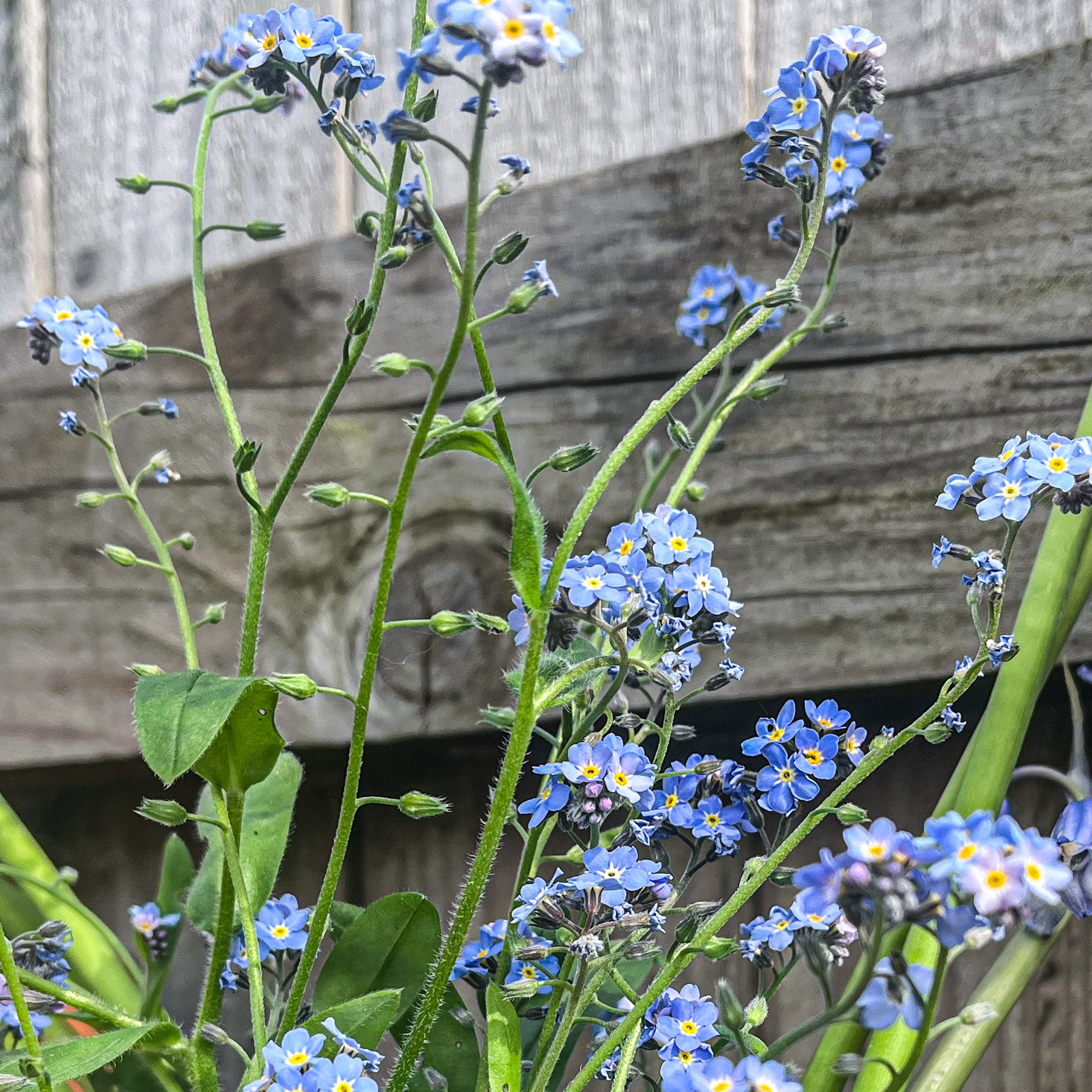Forget-me-not flowers growing in Lucy's garden, ready to be picked and pressed and then to be used in her press flower designs.