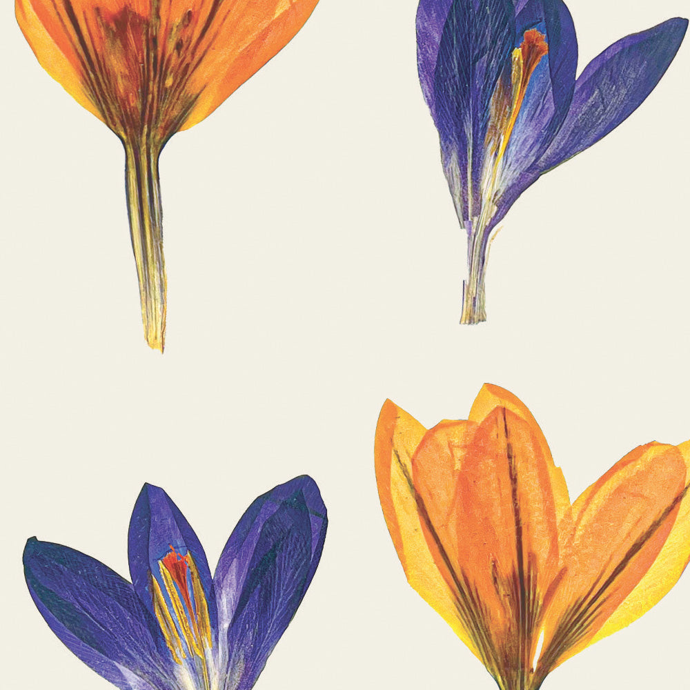 Close up of a greetings card featuring orange and purple crocus flowers on an off white background.