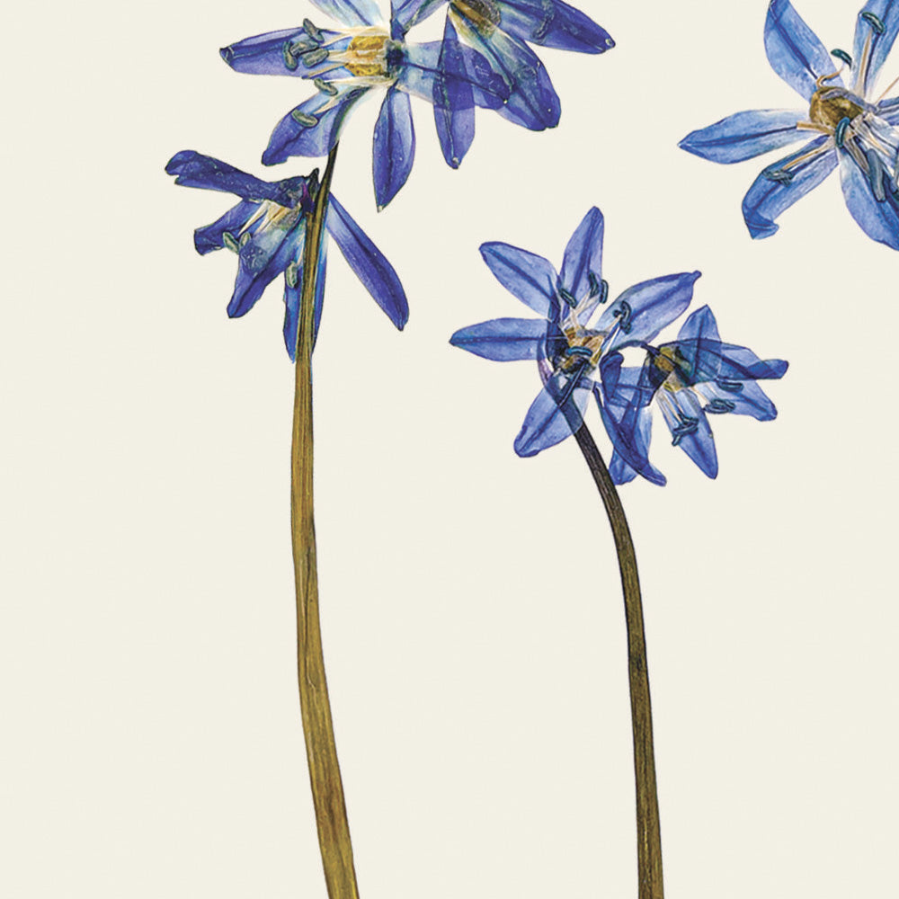 Close-up of the pressed Scilla flowers on a greetings card by Lucy Miller.