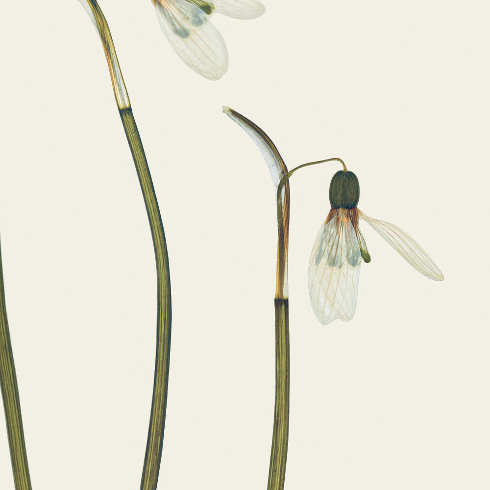 Close-up of a greetings card featuring a delicate pressed snowdrop flower design, by Lucy Miller.