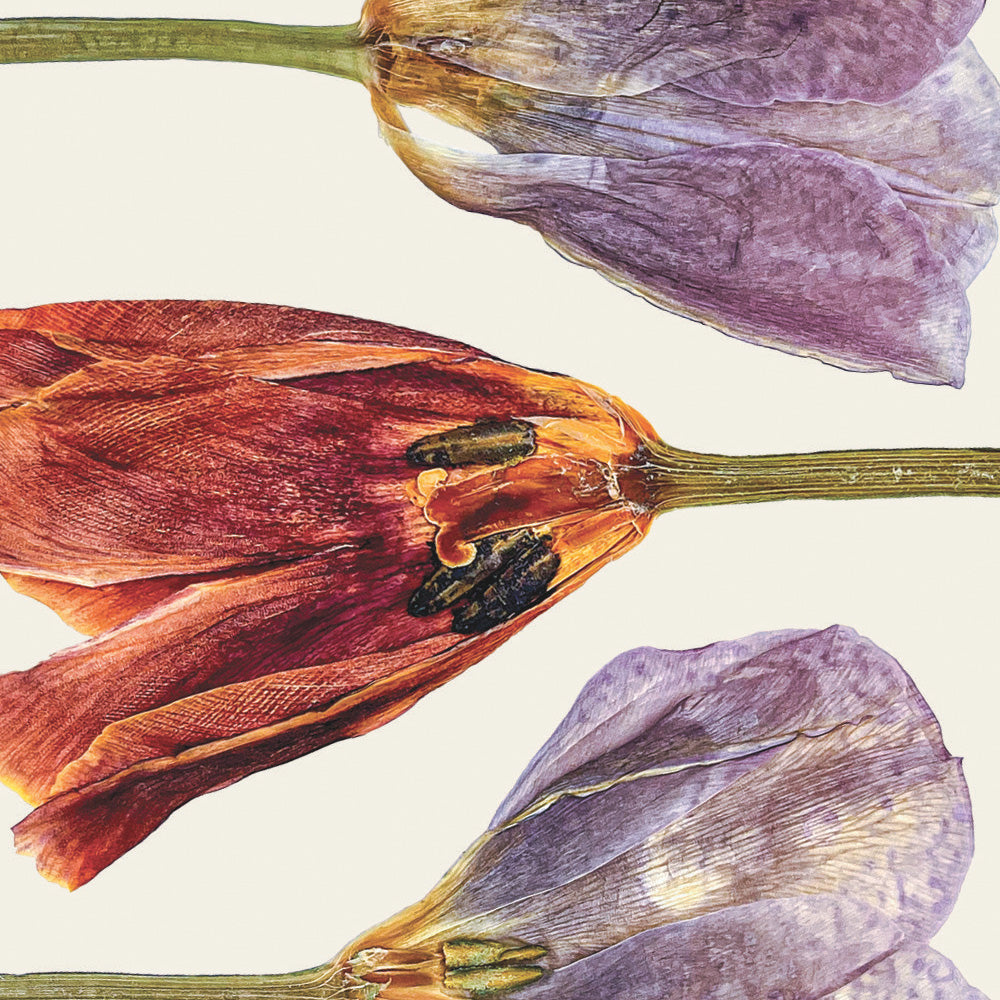 Close-up of pressed tulip petals in red and purple on a light background, showing intricate detail.