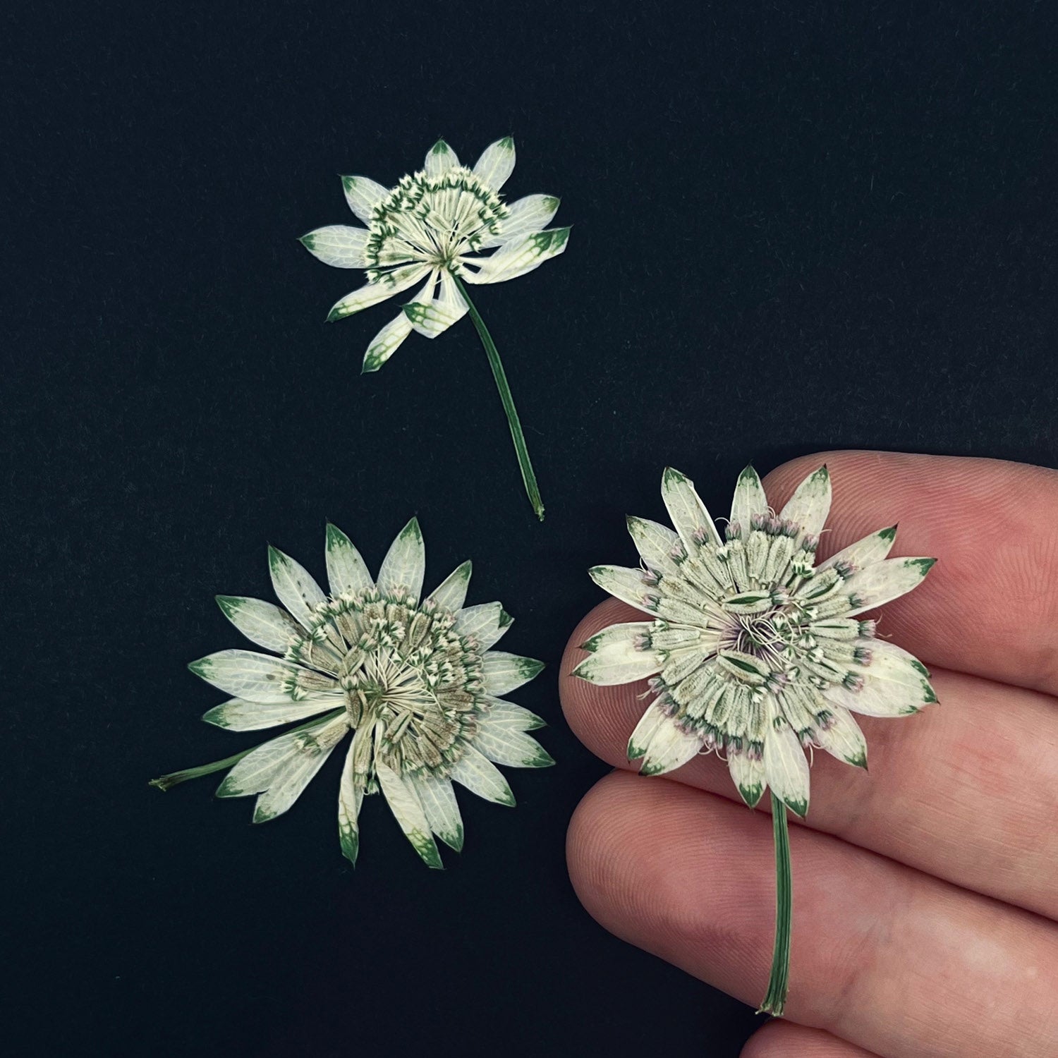 Delicately pressed Astrantia Flowers used in Lucy Miller's pressed floral designs.