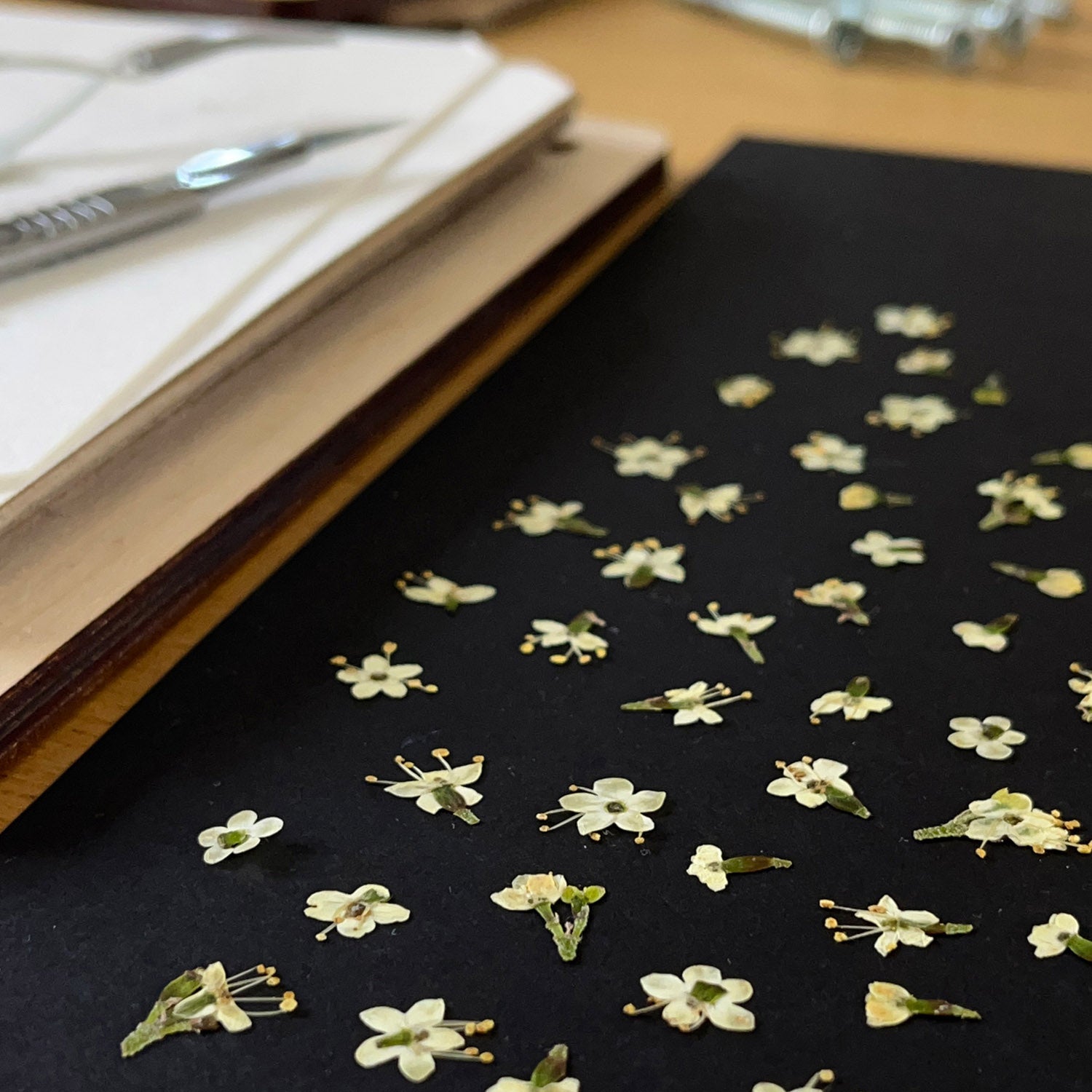 Delicate flowers pressed by Lucy Miller, used in her unique floral designs.