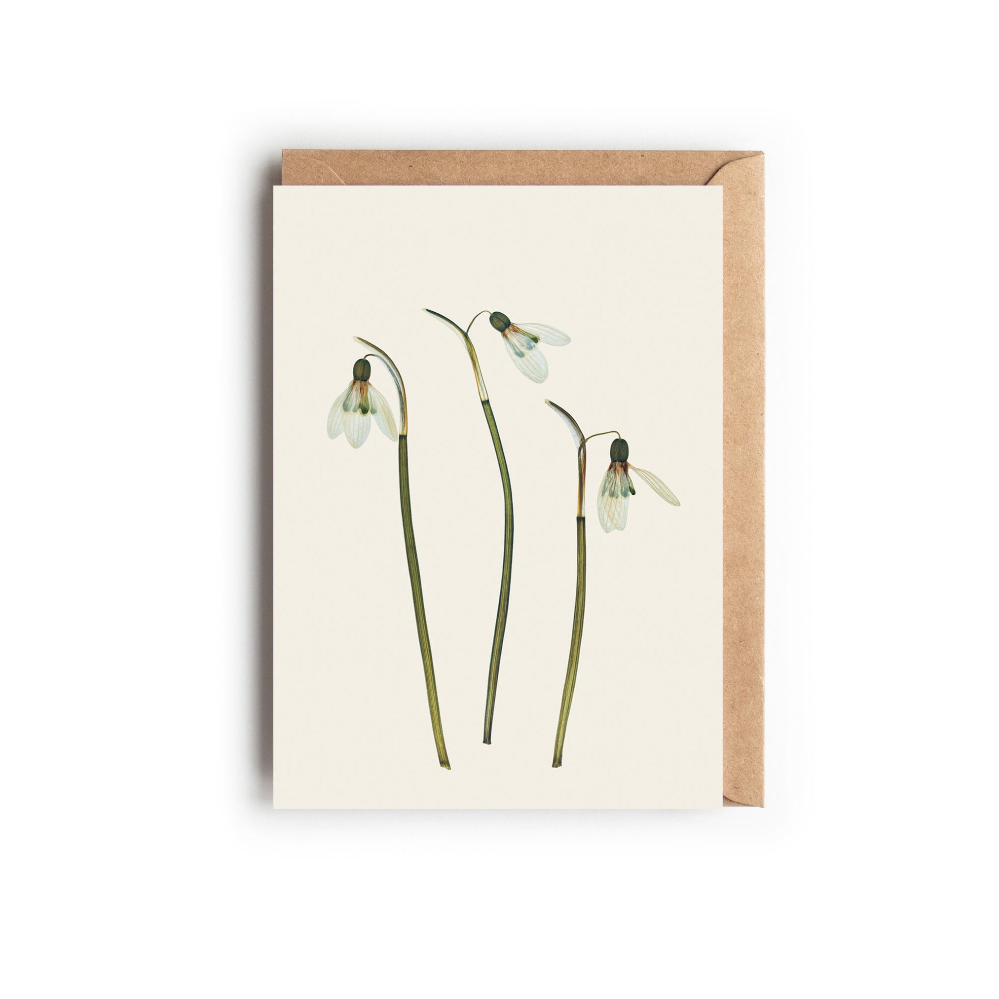 A greeting card featuring a delicate pressed snowdrop flower design, displayed next to a recycled brown kraft envelope. The style is minimalist and botanical, highlighting the white bell-shaped blooms.