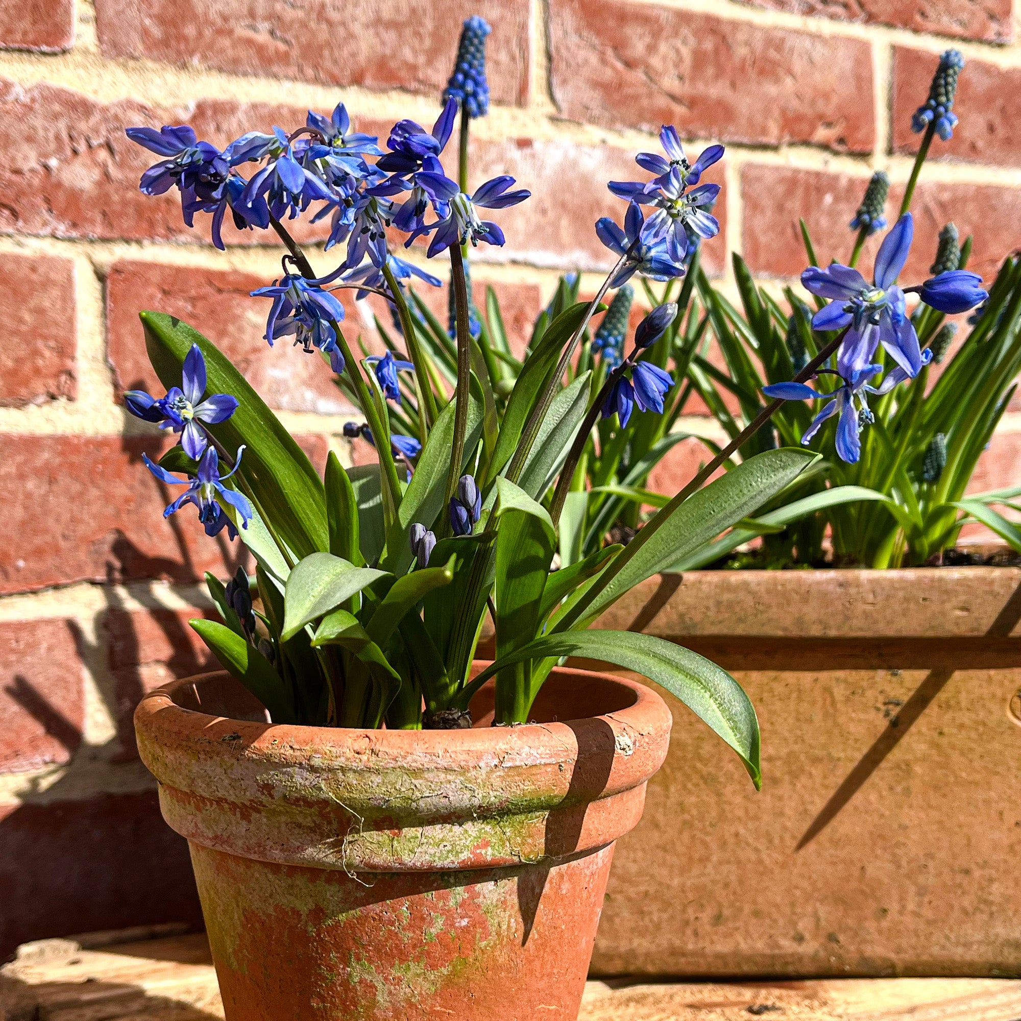 Blue Scilla in pots grown in Lucy's garden. Lucy presses the flowers she grows to create botanical artwork and designs.