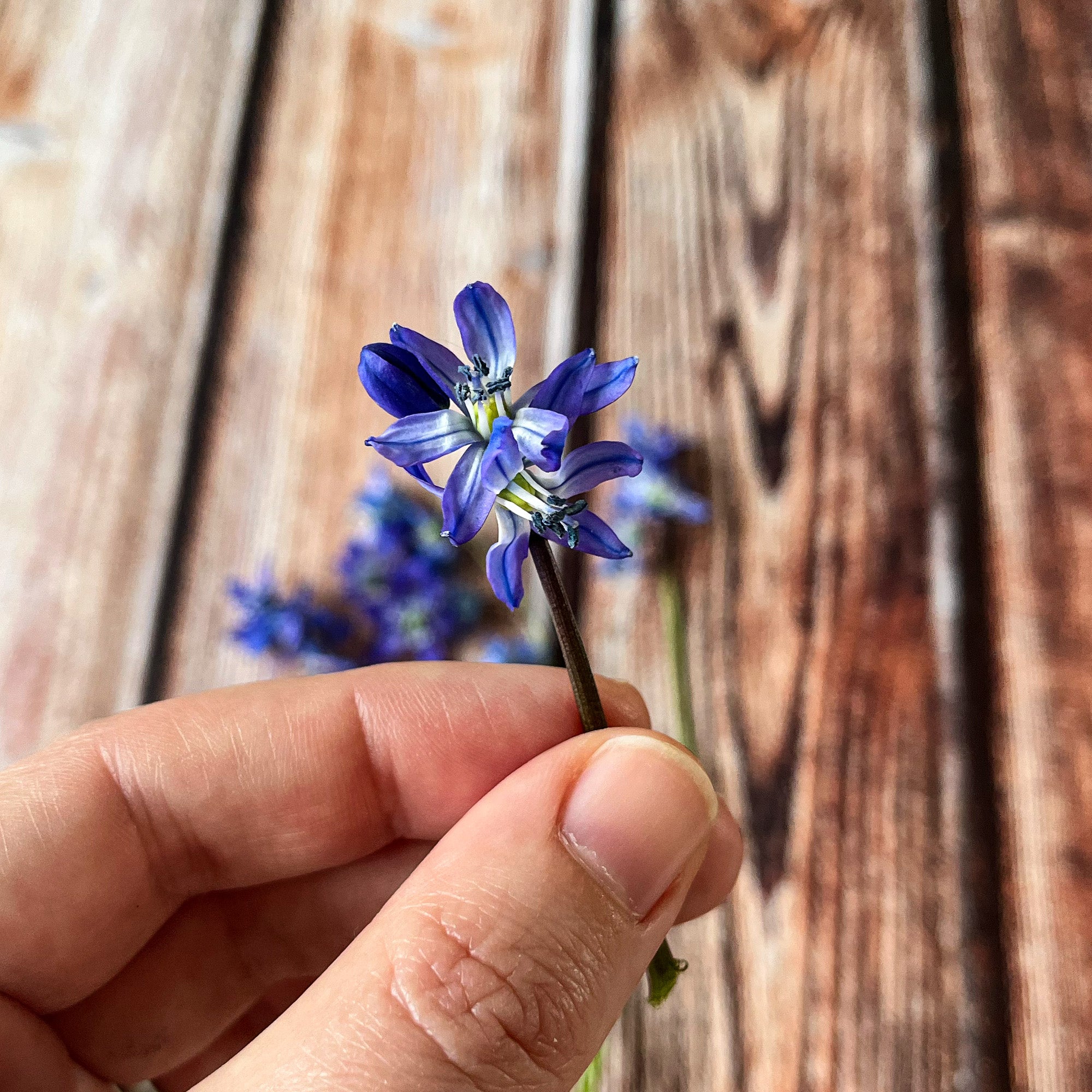 Hand holding blue Scilla flowers against a wooden background.