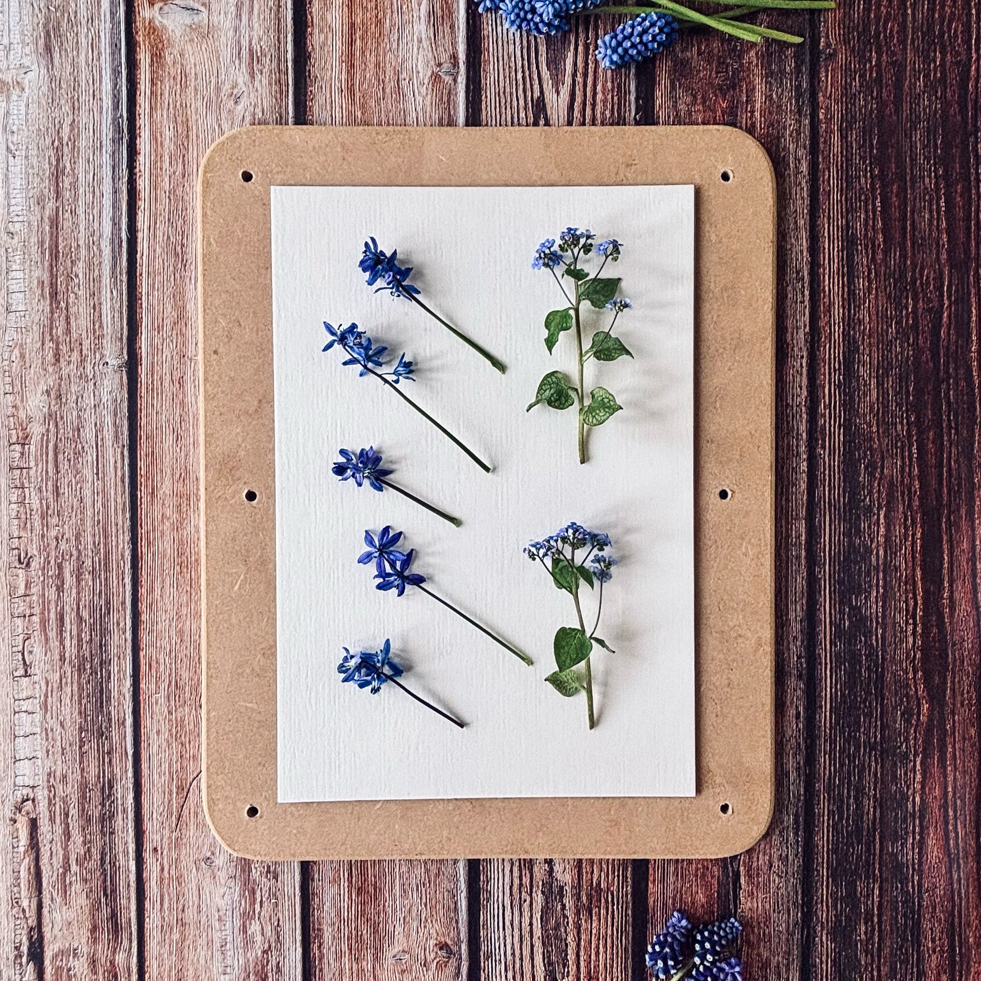 Freshly picked Scilla and Brunnera flowers laying on a piece of paper inside a flower press, ready for pressing.