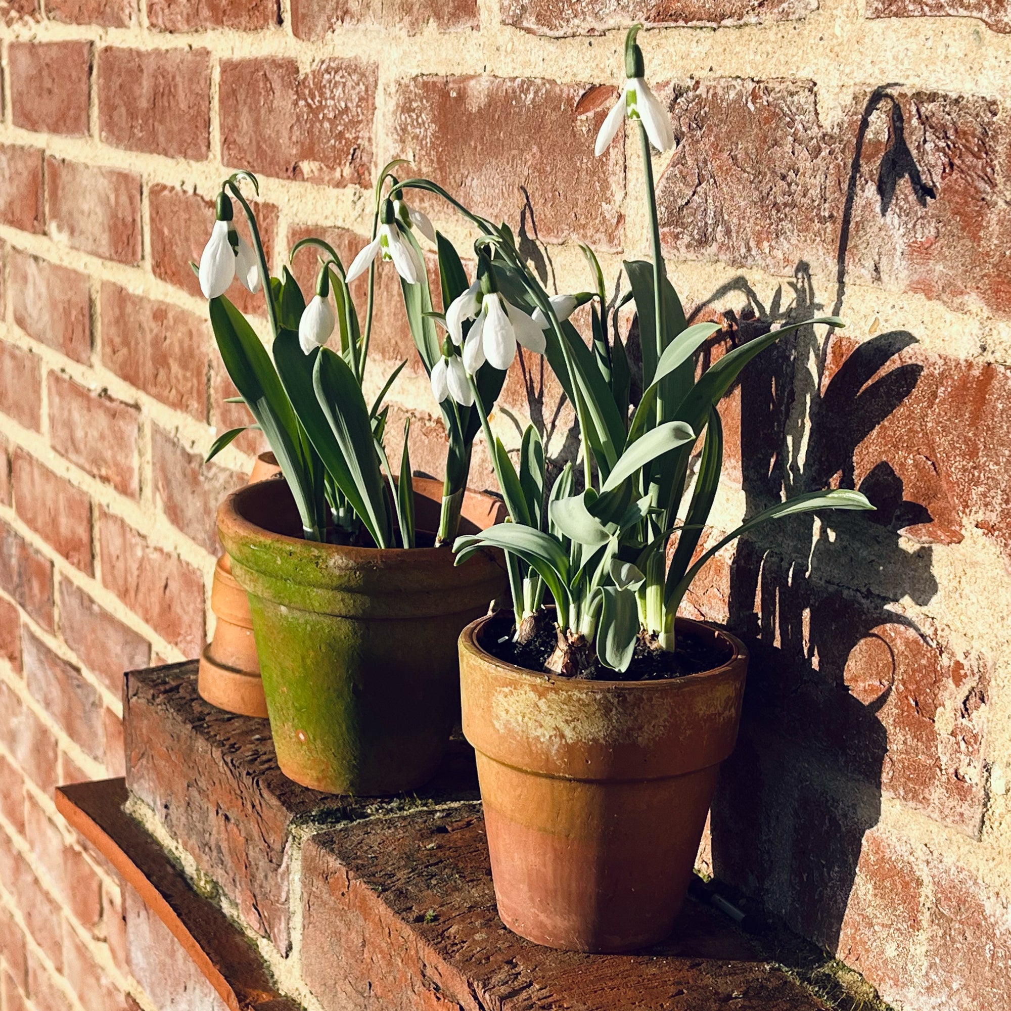 Snowdrops in pots grown in Lucy's garden. Lucy presses the flowers she grows to create botanical artwork and designs.