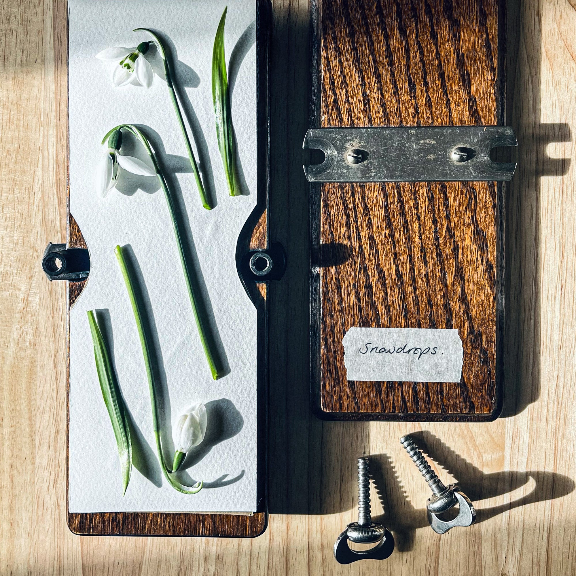 An open wooden tie press with freshly picked snowdrops laying on top, ready to be pressed.