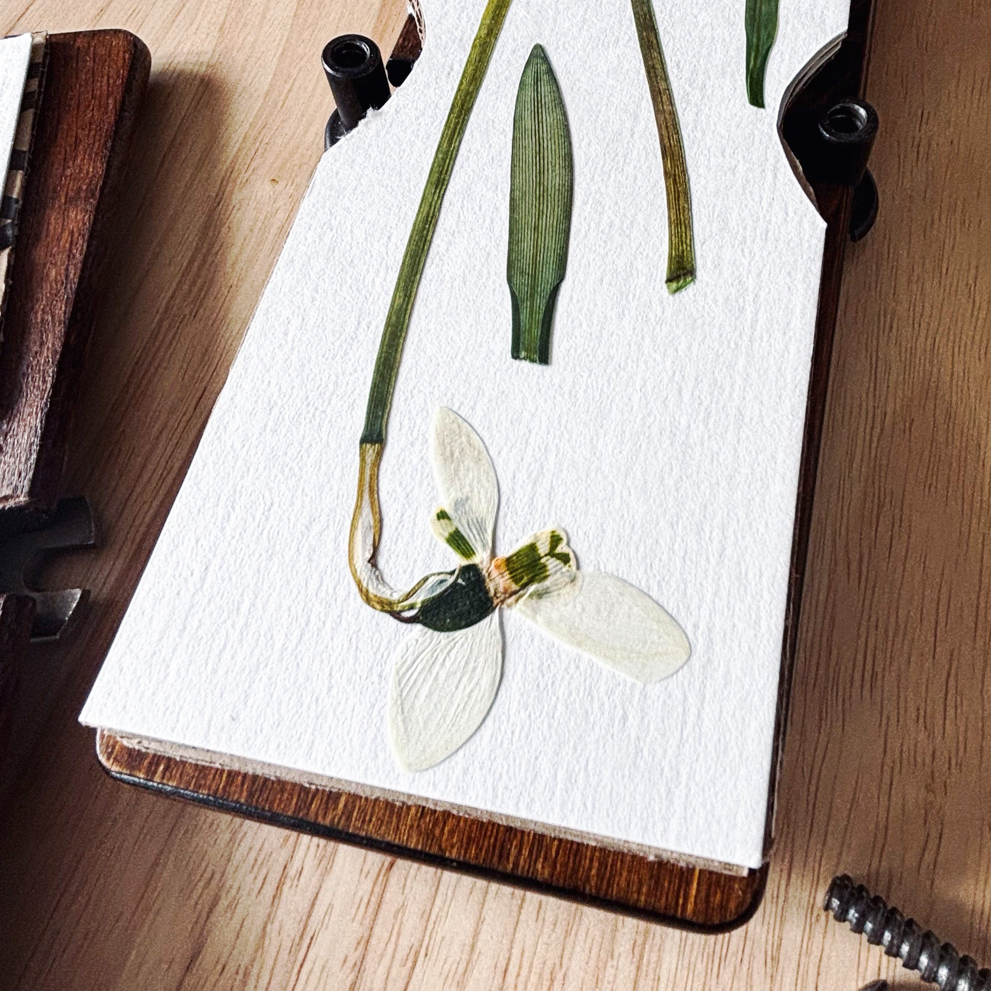 An open wooden tie press showing pressed snowdrop flowers inside. These snowdrops will be used by Lucy Miller in her botanical artwork and designs.