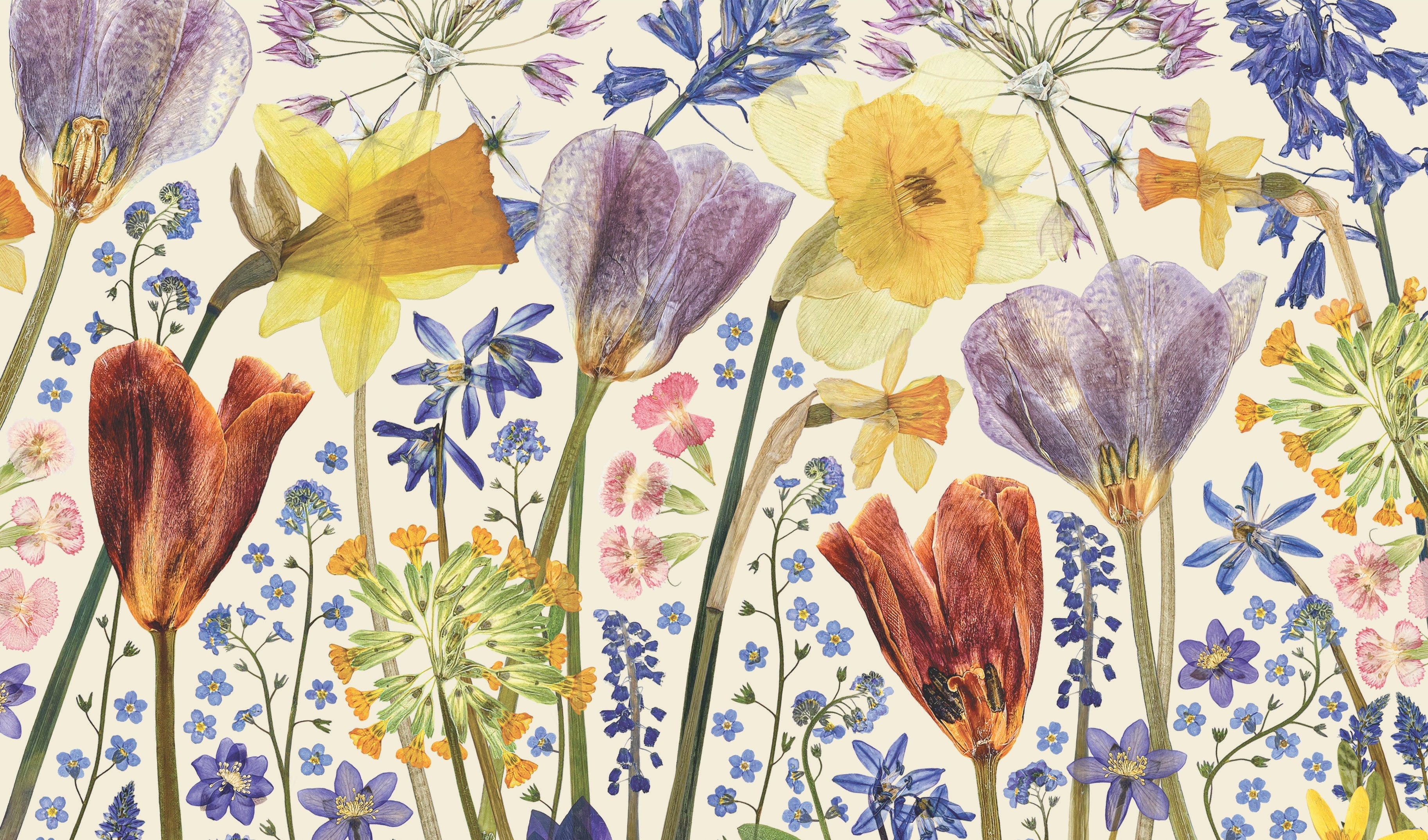 Spring flowers pressed in Lucy Miller's large flower press, which is a repurposed wooden trouser press. The spring flowers include daffodils, tulips, crocuses, muscari, bluebells and forget-me-nots. 