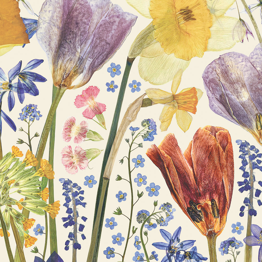 Spring flowers pressed in Lucy Miller's large flower press, which is a repurposed wooden trouser press. The spring flowers include daffodils, tulips, crocuses, muscari, bluebells and forget-me-nots. 