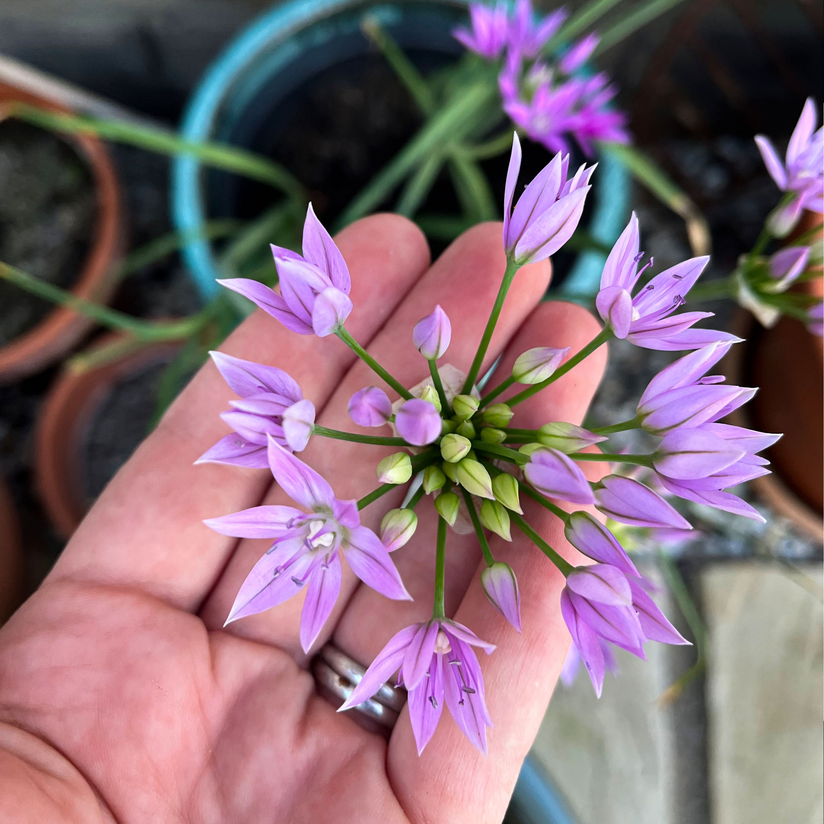 Lucy's hand gently cupping an Allium 'Eros' stem, growing in her garden.  Lucy presses the flowers she grows to create botanical artwork and designs. This flower features on her pressed allium greetings card.