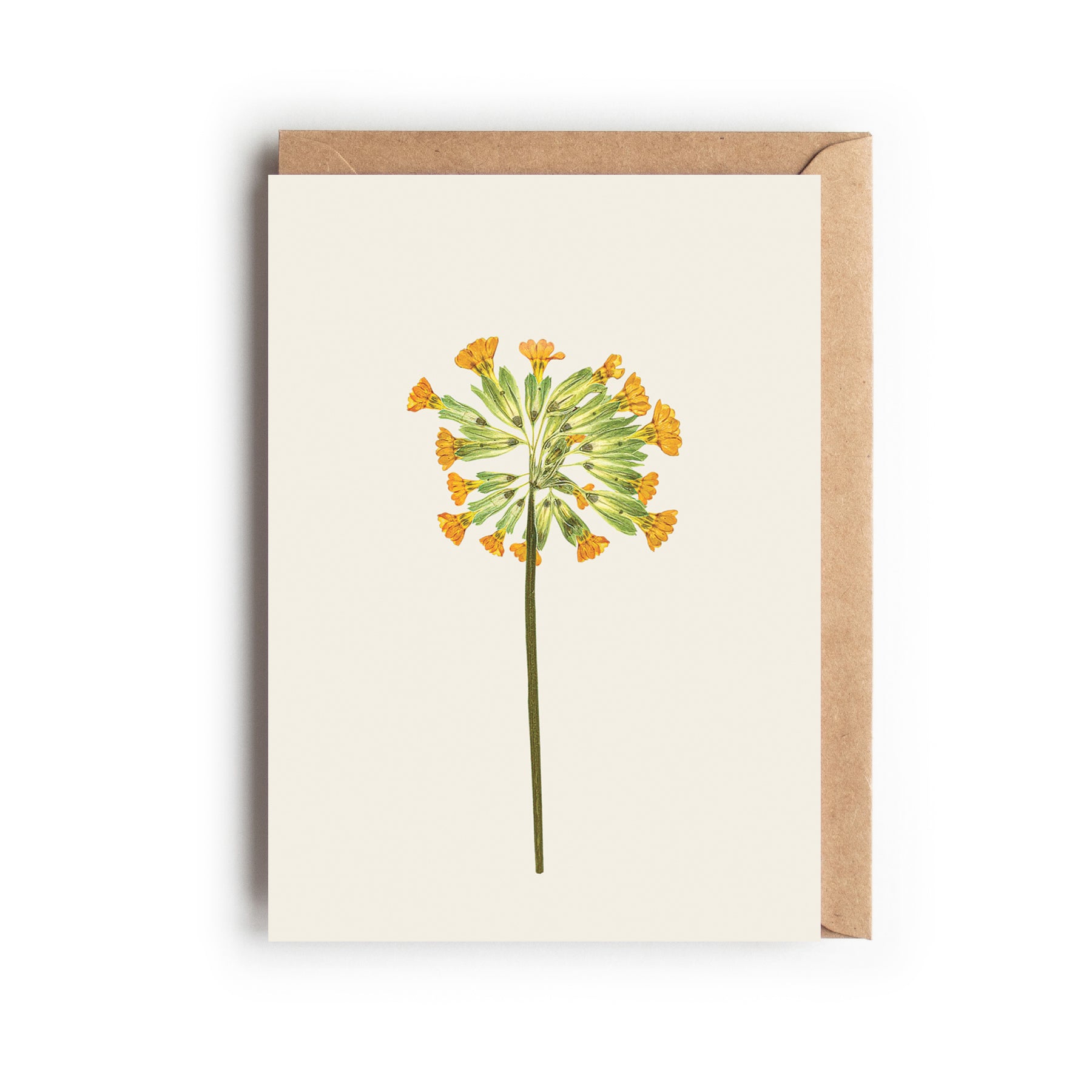 Greetings card with a floral design of a pressed cowslip flower, on a white background.