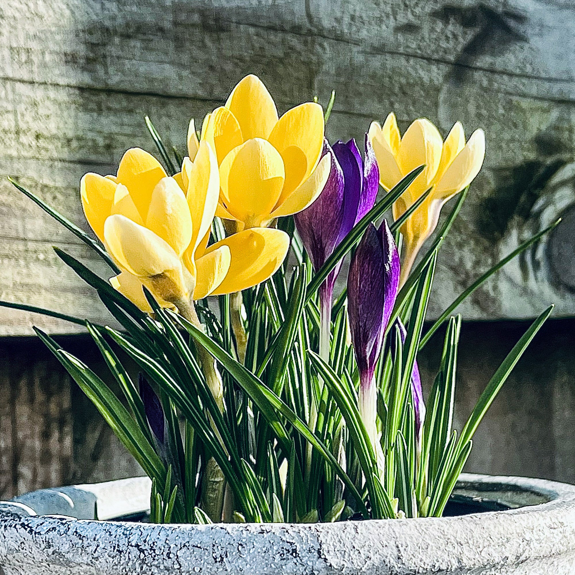 Colourful purple and yellow crocuses growing in Lucy's garden. Lucy presses the flowers she grows to create botanical artwork and designs.