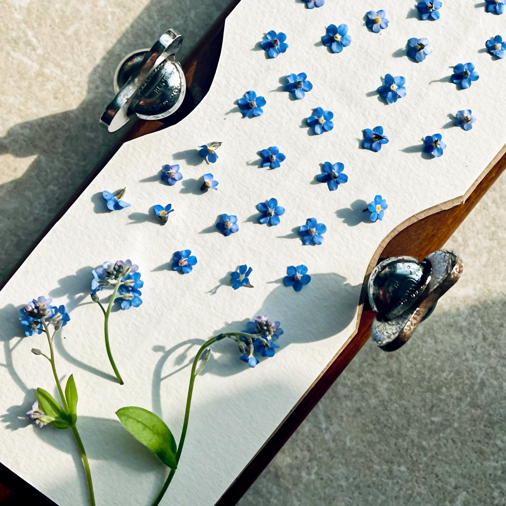 An old-fashioned wooden tie press which Lucy uses to press small flowers. This one has forget-me-not heads laying in it, waiting to be pressed.