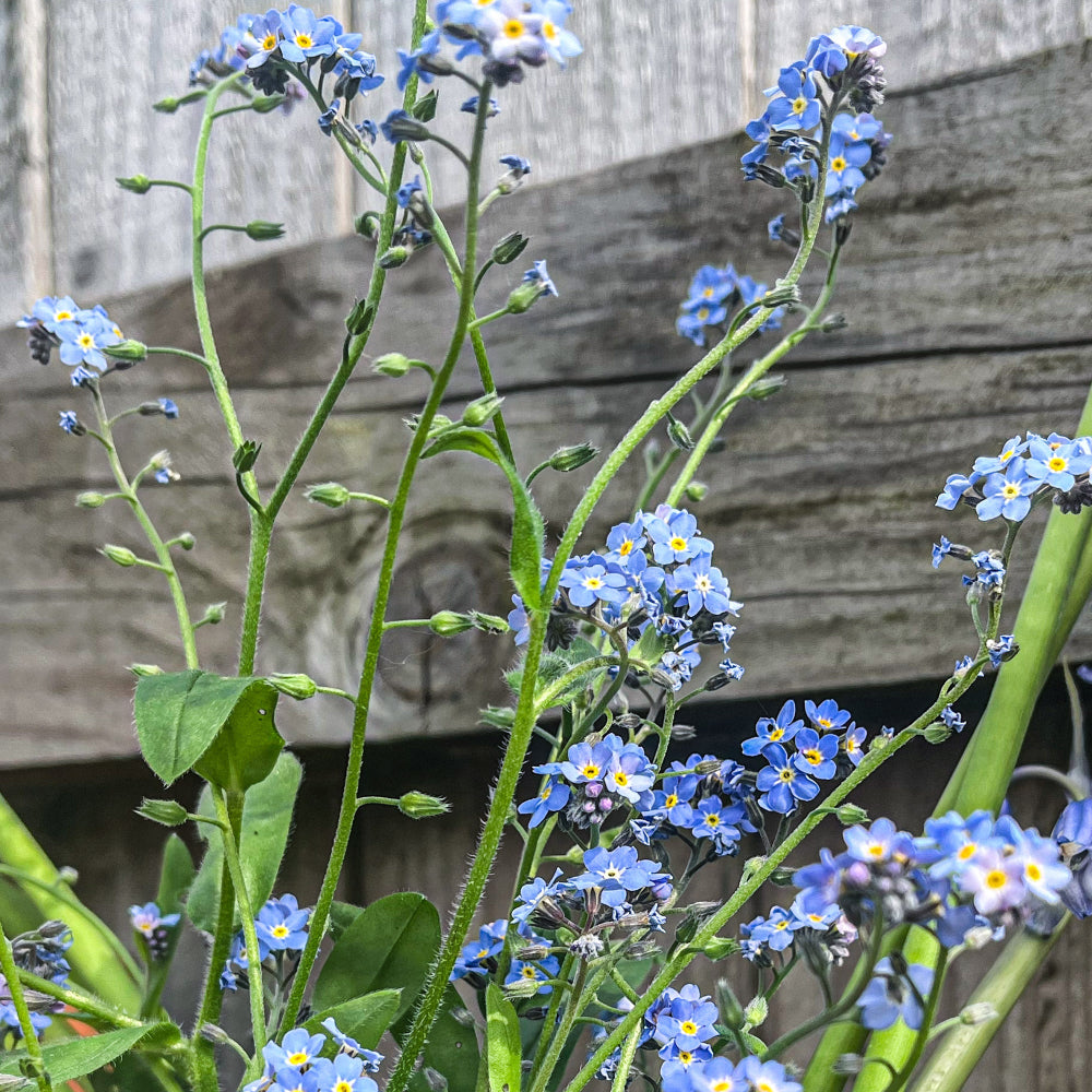 Forget-me-not flowers growing in Lucy's garden, ready to be picked and pressed and then to be used in her press flower designs.
