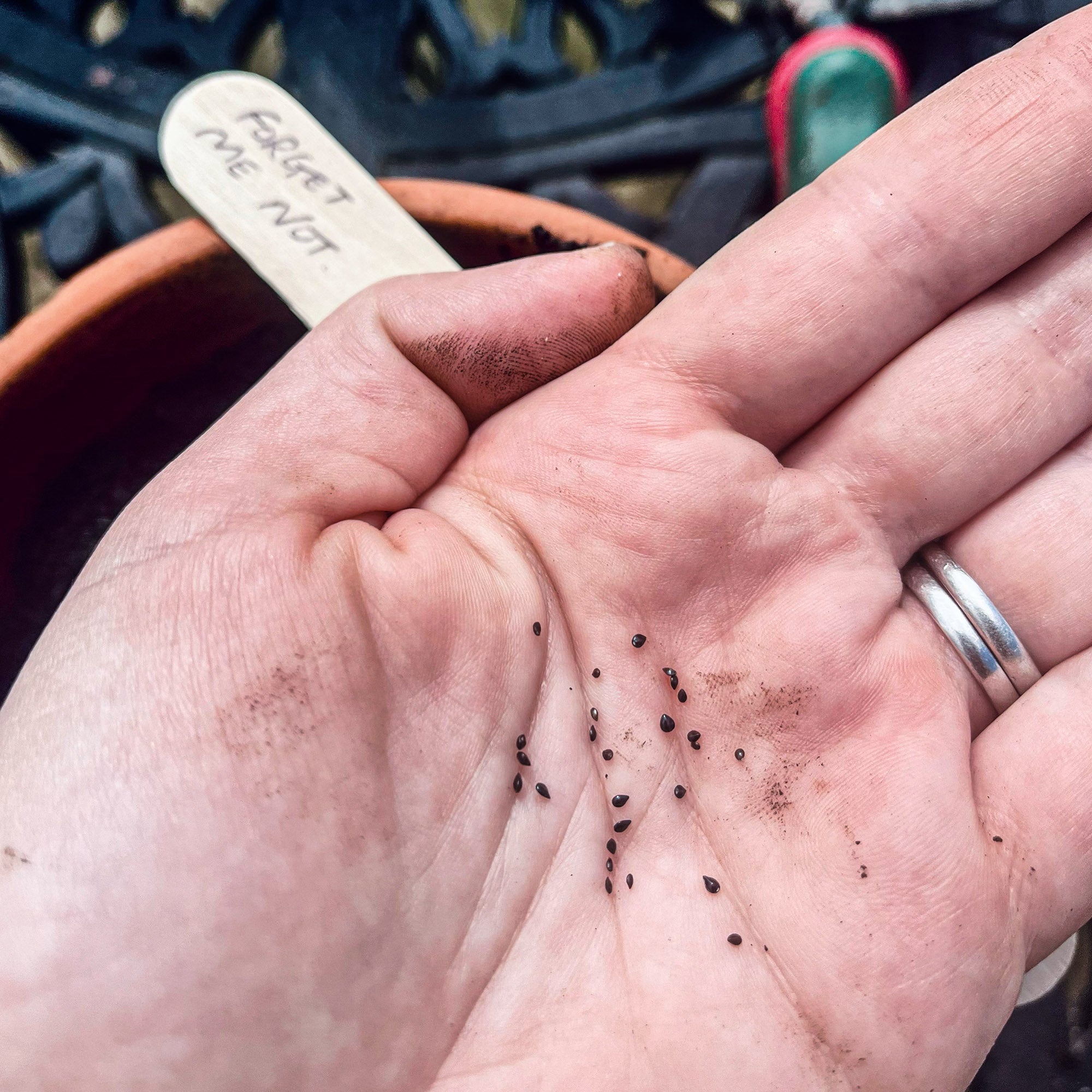 Forget-me-not seeds being sown. The first part of Lucy's creative process to create her pressed floral collections.