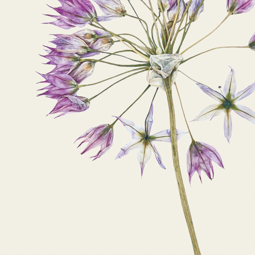 Close-up of a greetings card with a pressed Allium flower design on an off-white background.