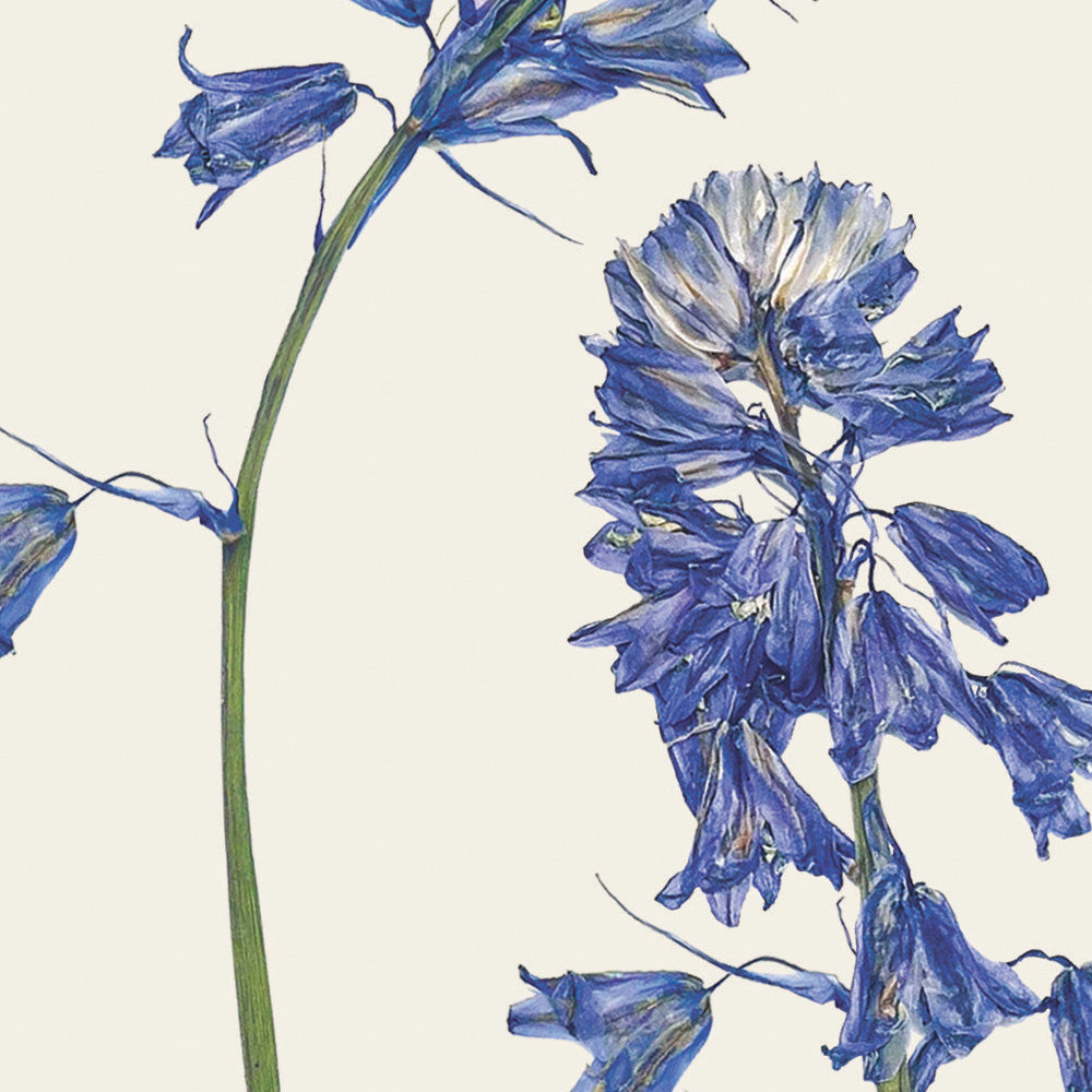 Close-up of pressed bluebell flowers on an off-white background. This design features on a greetings card by Lucy Miller.
