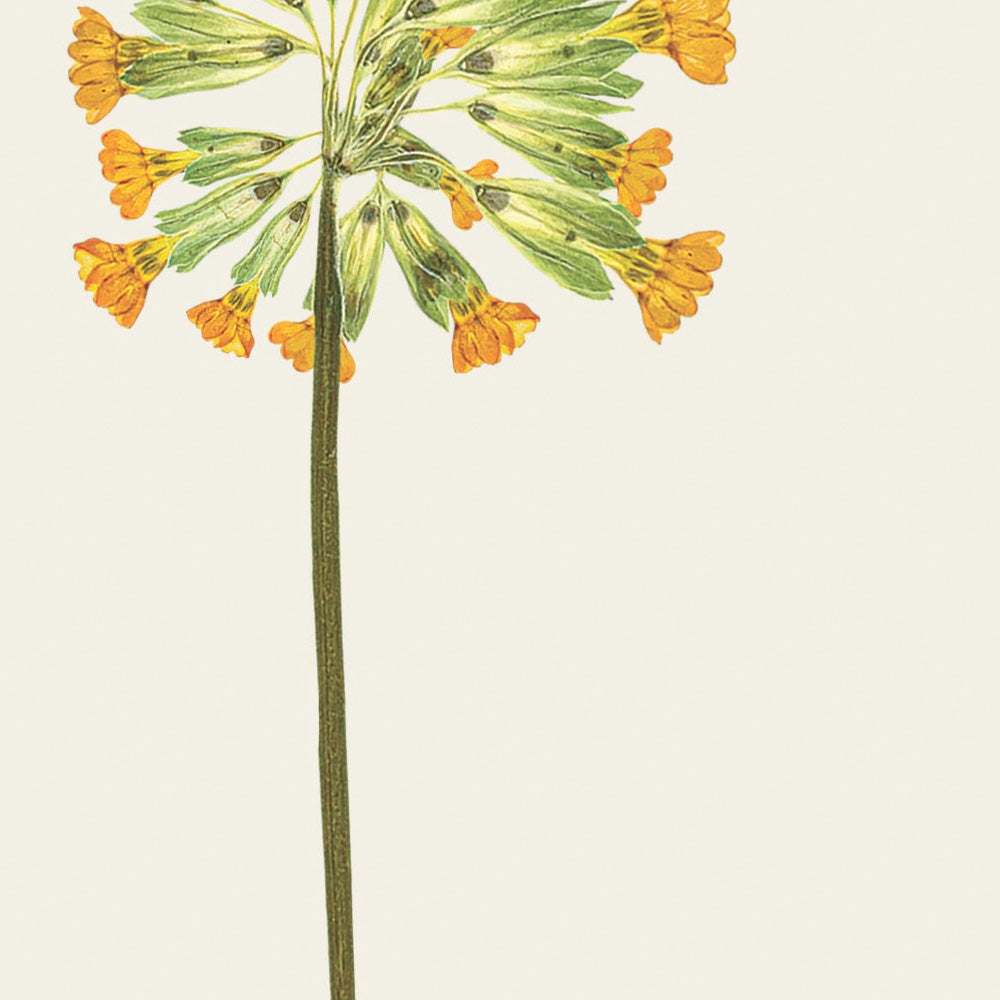 Close-up of the pressed cowslip flower on a greetings card by Lucy Miller.