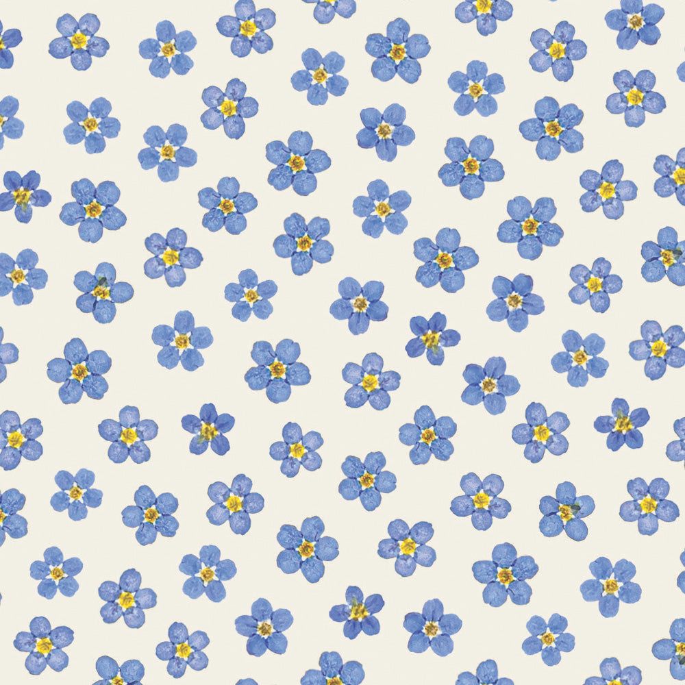 Close up of pressed forget-me-not flower heads on a greetings card design by Lucy Miller.