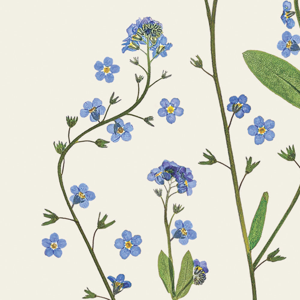 Close-up of a greetings card with a pressed forget-me-not stem design, on an off- white background. Designed and made in the UK.
