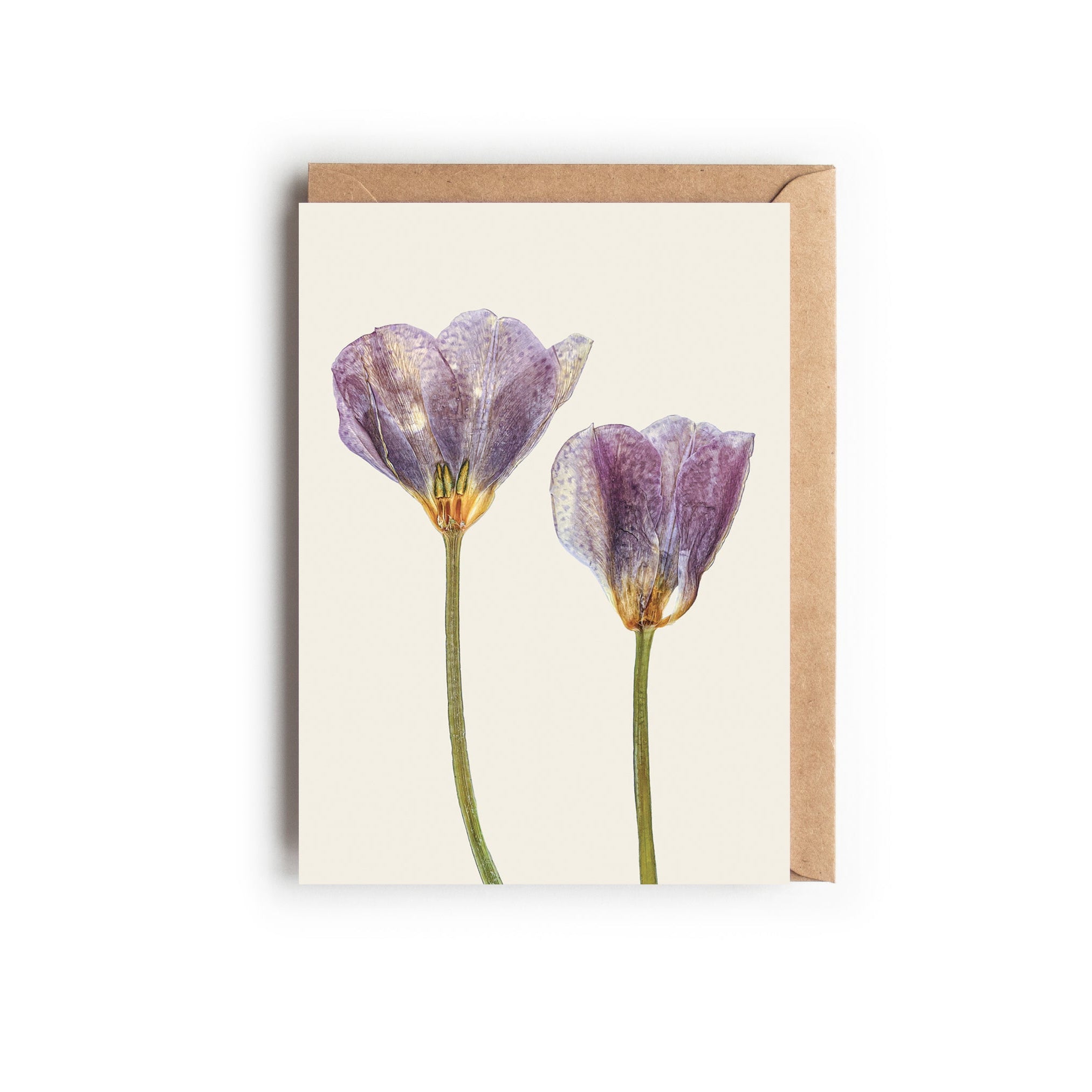 Greetings card with two pressed pink-purple tulip flowers on a beige background