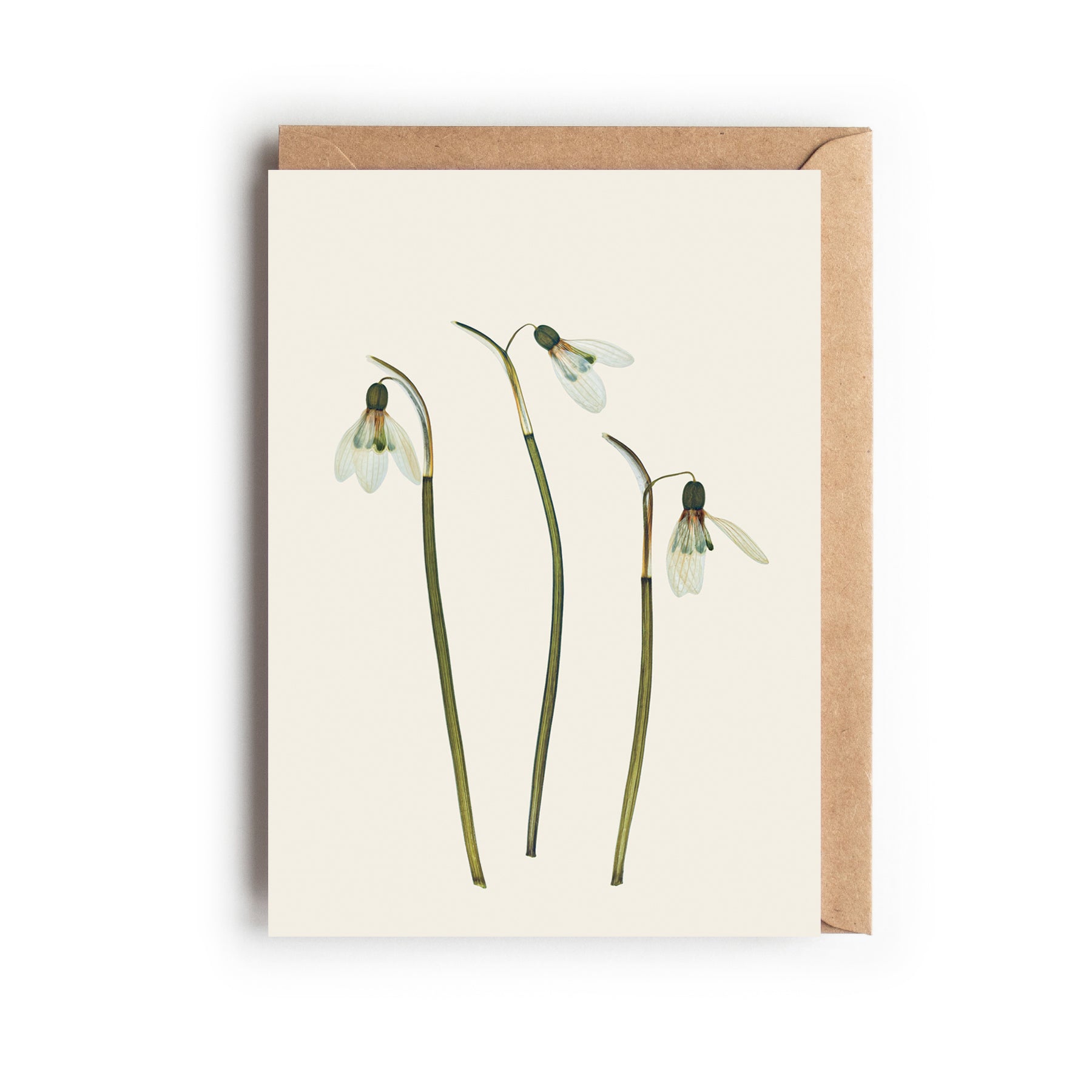 A greeting card featuring a delicate pressed snowdrop flower design, displayed next to a recycled brown kraft envelope. The style is minimalist and botanical, highlighting the white bell-shaped blooms.