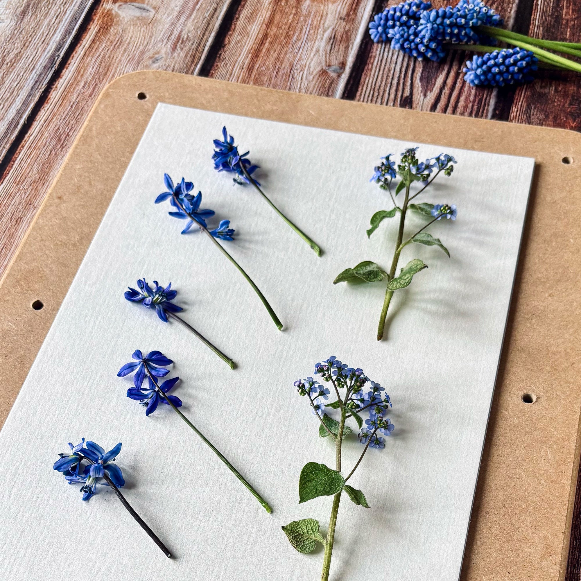 Freshly picked blue Scilla and Brunnera flowers laying on a piece of paper inside a flower press, ready for pressing.