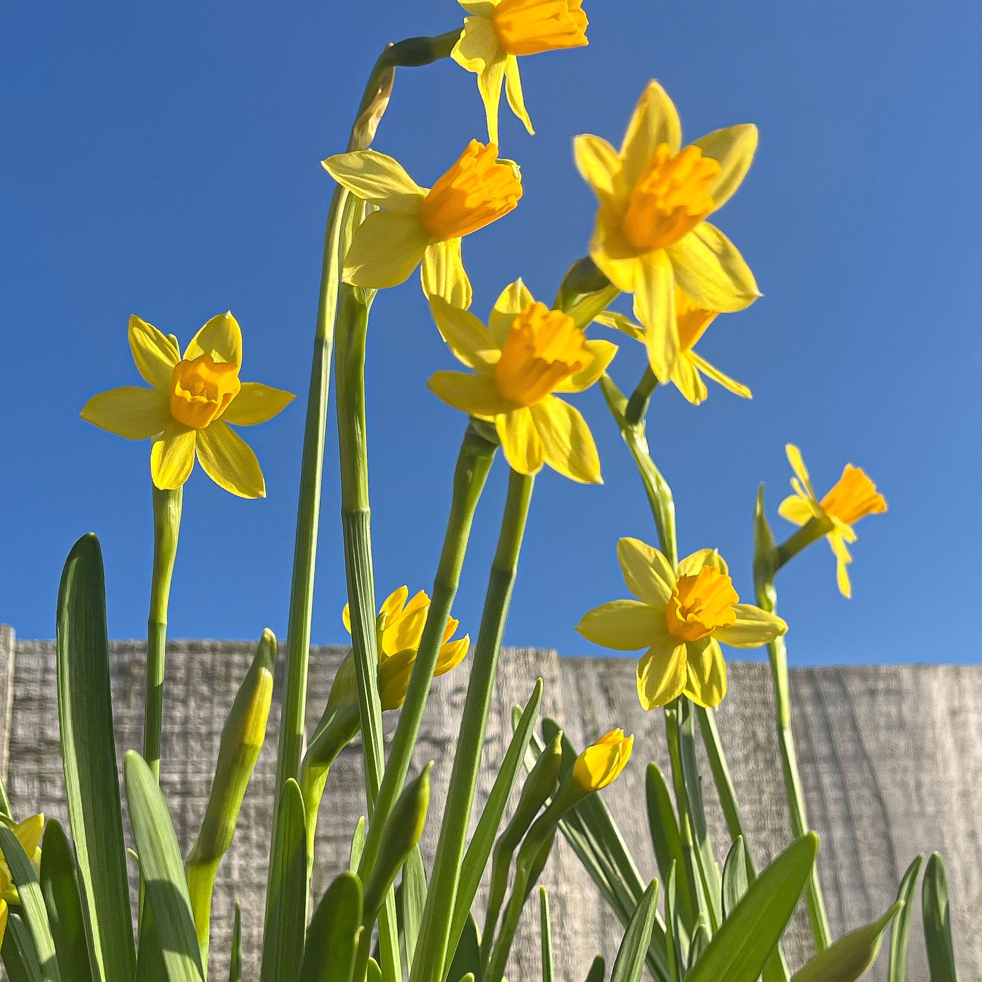 Tete-a-Tete Narcissus flowers growing in Lucy's garden, ready to be picked and pressed and then to be used in her press flower designs.