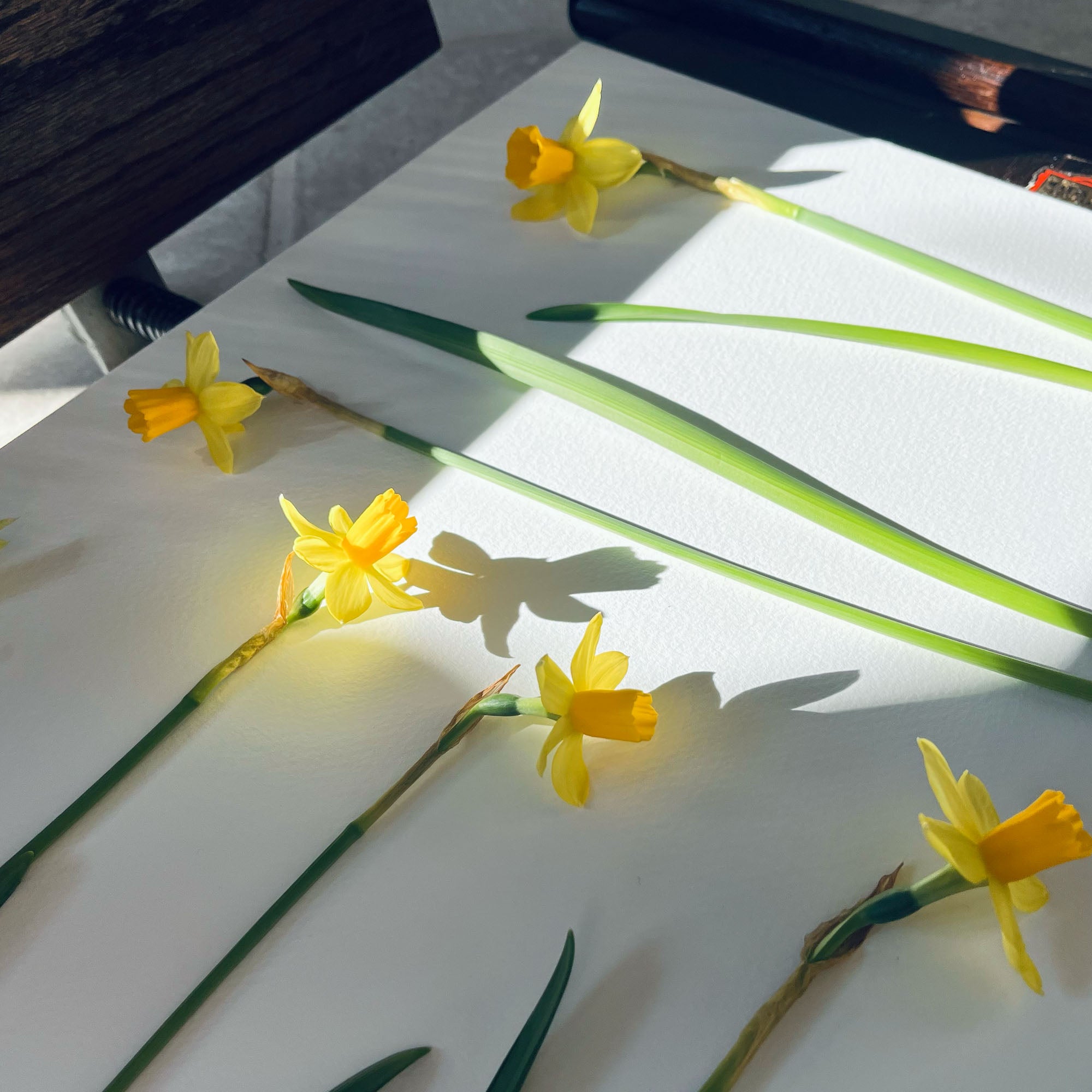 Freshly picked Tete-a-Tete Narcissus lying in a flower press, ready for pressing.