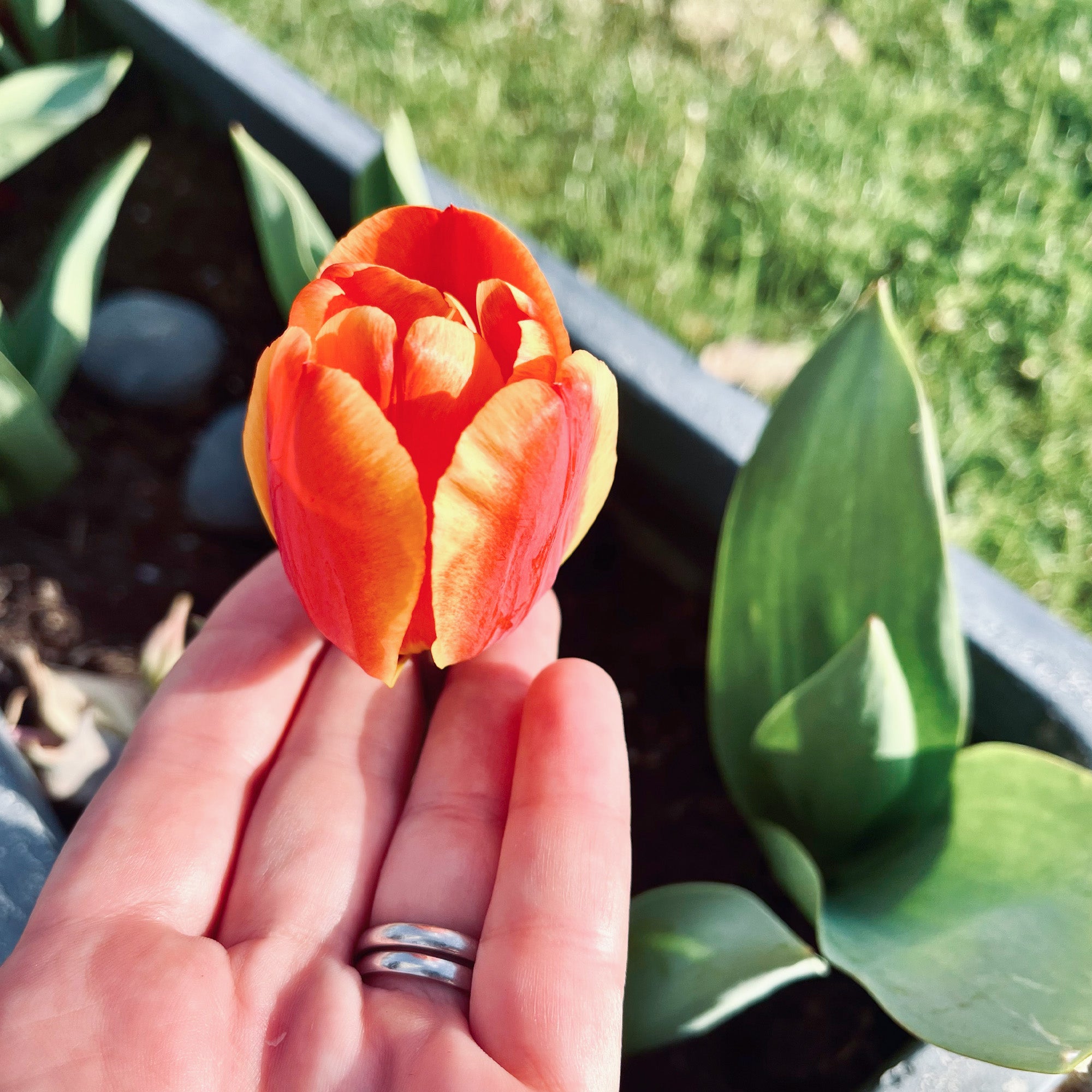 Red tulip grown in Lucy’s garden. Ready to be picked and pressed for her botanical artwork.